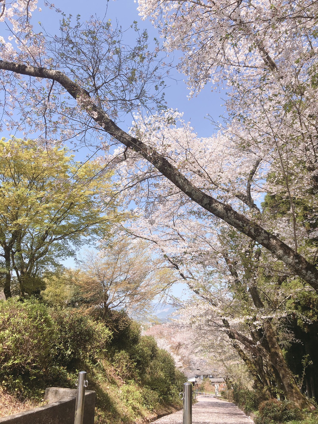 桜の見頃 ジョブズ情報通信 熊本県熊本市でリフォームのことならジョブズ キッチン お風呂 トイレ