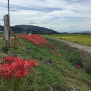 熊本県益城町彼岸花街道