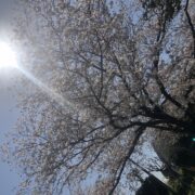 桜🌸