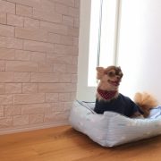 ワンちゃん・ネコちゃんと一緒に暮らすためのリフォームガイド